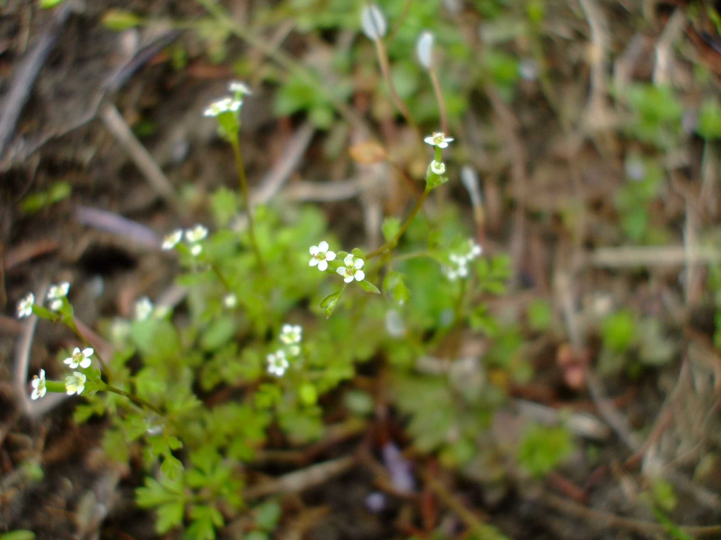 Chaerophyllum tainturieri